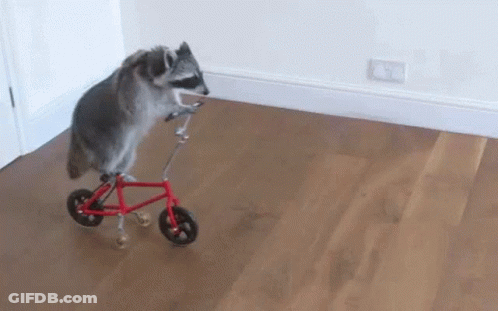 A Raccoon Is Riding A Red Bicycle On A Wood Floor GIF