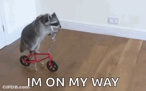 A Raccoon Is Riding A Small Bicycle On A Wooden Floor . GIF
