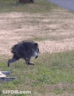 A Raccoon Is Running Across A Grassy Field In A Park . GIF