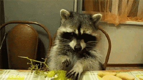 A Raccoon Is Sitting At A Table Eating A Grape GIF