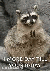 A Raccoon Is Sitting On A Rock With Its Paws Folded And A Birthday Card . GIF