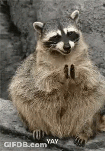 A Raccoon Is Sitting On A Rock With Its Paws Up And A Star In Its Eye . GIF