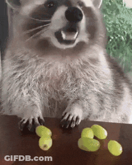 A Raccoon Is Sitting On A Table Next To Grapes . GIF
