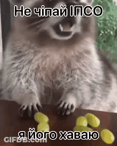 A Raccoon Is Sitting On A Table With Grapes And A Caption In A Foreign Language . GIF
