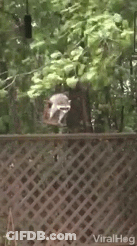 A Raccoon Is Sitting On A Wooden Fence In The Woods . GIF