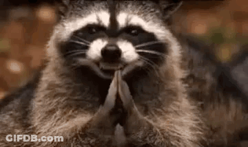 A Raccoon Is Sitting On Its Hind Legs With Its Hands Folded In Prayer . GIF