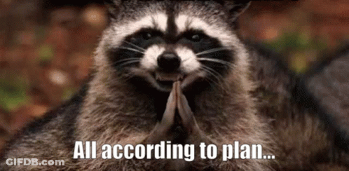 Raccoon Sitting With Hands Folded And All According To Plan Caption GIF
