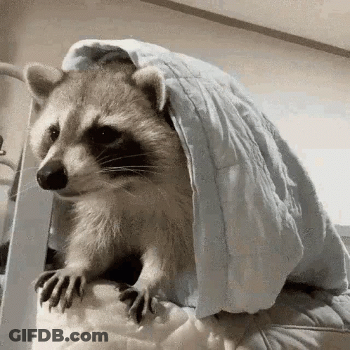 A Raccoon Is Sitting On Top Of A Bed Under A Blanket . GIF