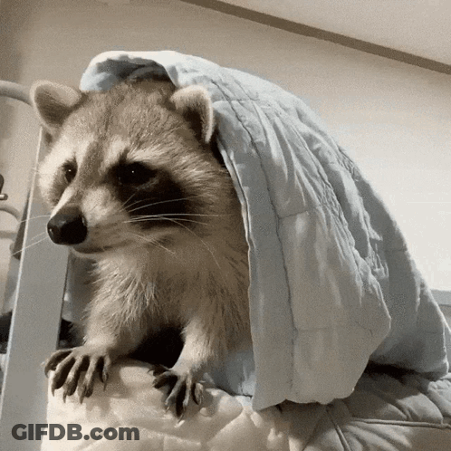 A Raccoon Is Sitting Under A Blue Blanket GIF