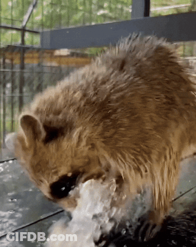 A Raccoon Is Standing In A Pool Of Water Looking At Something GIF