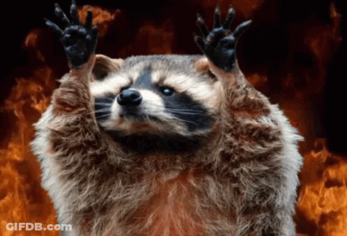 A Raccoon Is Standing In Front Of A Fire With Its Arms In The Air . GIF