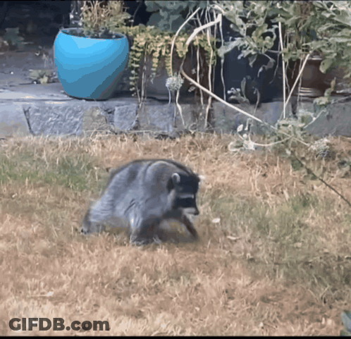 A Raccoon Is Standing In The Grass Near A Blue Pot GIF