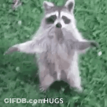 A Raccoon Is Standing In The Grass With His Arms Outstretched . GIF