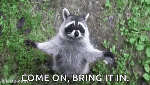 A Raccoon Is Standing In The Grass With Its Arms Outstretched And Says `` Come On , Bring It In '' . GIF