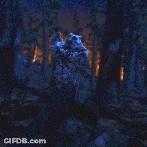 A Raccoon Is Standing In The Woods At Night GIF