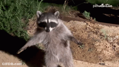 A Raccoon Is Standing On Its Hind Legs In Front Of A Sign That Says Petcollective GIF