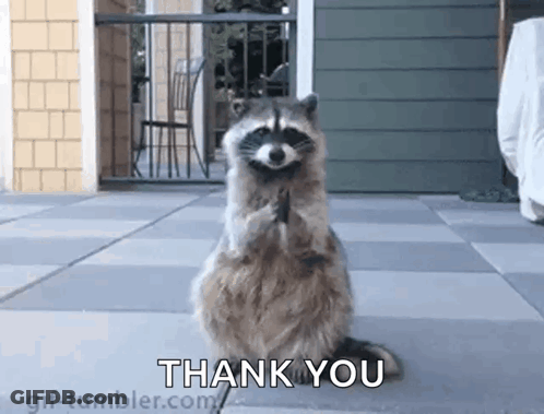 A Raccoon Is Standing On Its Hind Legs On A Sidewalk And Saying `` Thank You '' . GIF