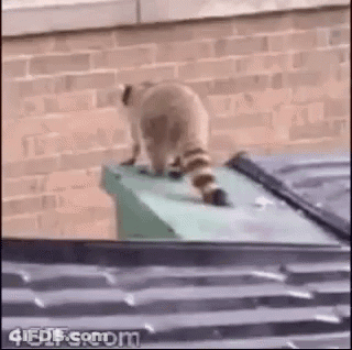 A Raccoon Is Standing On Top Of A Trash Can In Front Of A Brick Building . GIF