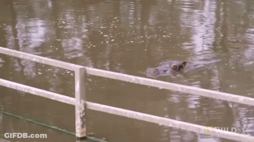 A Raccoon Is Swimming In A Body Of Water Near A Railing GIF