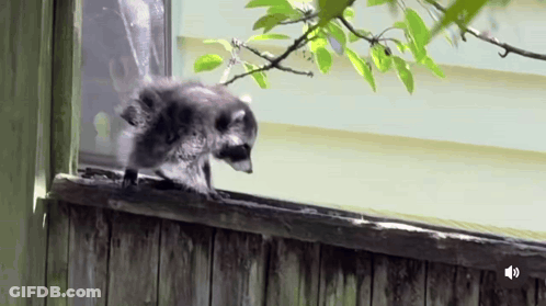 A Raccoon Is Walking Across A Wooden Fence Next To A Window . GIF