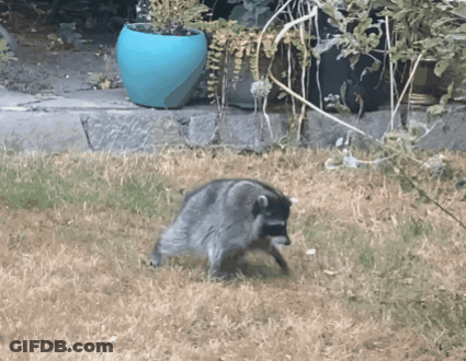 A Raccoon Is Walking In The Grass Near A Blue Pot GIF