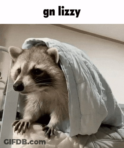 A Raccoon Is Wrapped In A Blue Blanket With The Words Gn Lizzy Below It GIF