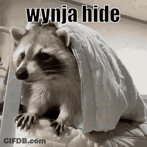A Raccoon Is Wrapped In A White Blanket With The Words Wynja Hide Written On It GIF