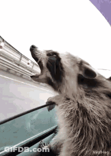 A Raccoon Is Yawning While Looking Out A Car Window . GIF
