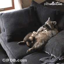 A Raccoon Laying On A Couch With The Word Pet Collective Written On The Bottom GIF