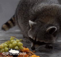 A Raccoon Looking At A Bowl Of Yogurt And Grapes On A Table GIF