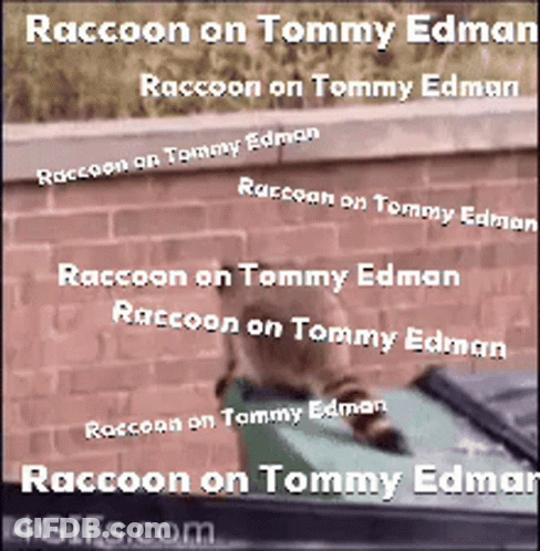A Raccoon On Tommy Edman Is Sitting On A Trash Can GIF
