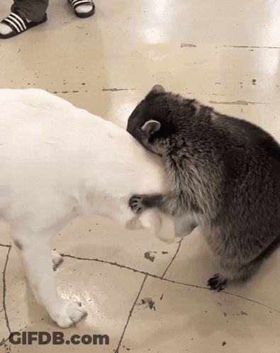 A Raccoon Playing With A White Dog On A Tile Floor GIF