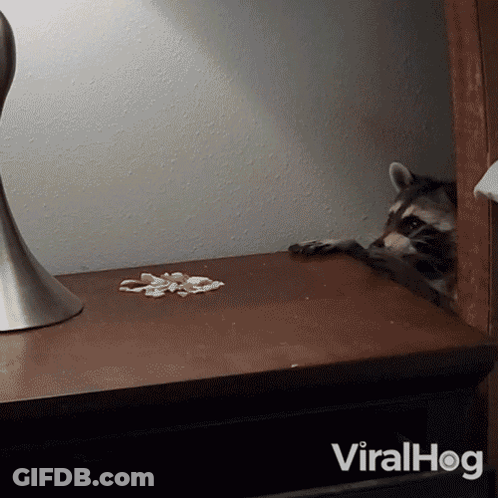 A Raccoon Sits On A Nightstand Next To A Lamp And The Word Viralhog GIF