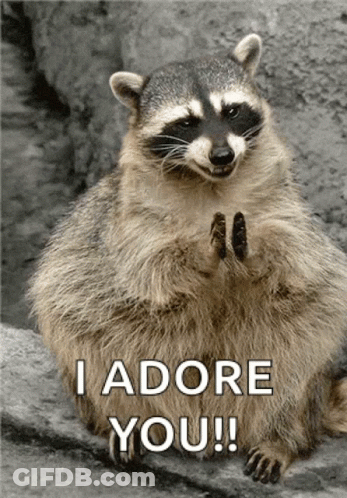 A Raccoon Sitting On A Rock Says I Adore You ! GIF