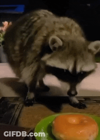 A Raccoon Standing Next To A Donut On A Plate GIF