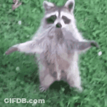 A Raccoon Standing On Its Hind Legs In The Grass With Its Arms Outstretched . GIF
