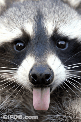 A Raccoon Sticking Its Pink Tongue Out GIF