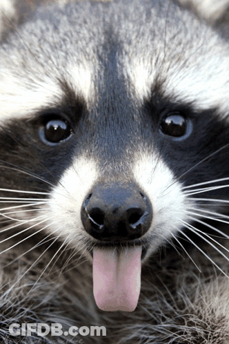 A Raccoon Sticking Its Pink Tongue Out GIF