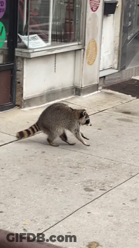 A Raccoon Walking Down A Sidewalk In Front Of A Dunkin Donuts GIF