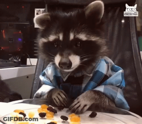 A Raccoon Wearing A Plaid Shirt Is Eating Fruit GIF