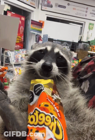 A Raccoon With A Bag Of Cheetos In Its Mouth GIF