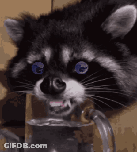 A Raccoon With Blue Eyes Is Drinking From A Glass Mug GIF