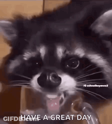 A Raccoon With Its Tongue Out And The Words `` Have A Great Day '' Written On The Bottom . GIF