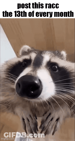 A Raccoon With The Words Post This Racco The 13Th Of Every Month Written Above It GIF