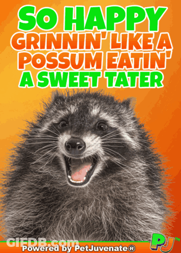 A Raccoon With The Words So Happy Grinnin ' Like A Possum Eatin ' A Sweet Tater GIF