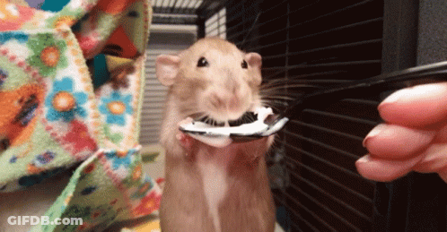 A Rat In A Cage Is Eating A Piece Of Food From A Person 'S Hand GIF
