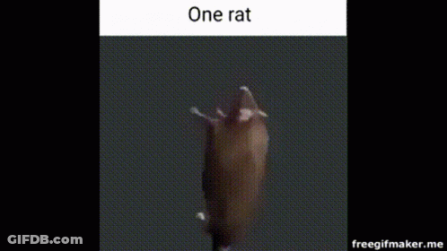 A Rat Is Crawling On A Black Surface In A Gif . GIF