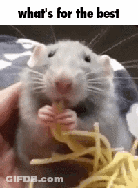 A Rat Is Eating A Piece Of Cheese And Noodles . GIF