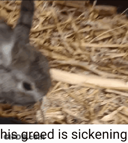 A Rat Is Laying In A Pile Of Hay With The Words His Greed Is Sickening Above It GIF