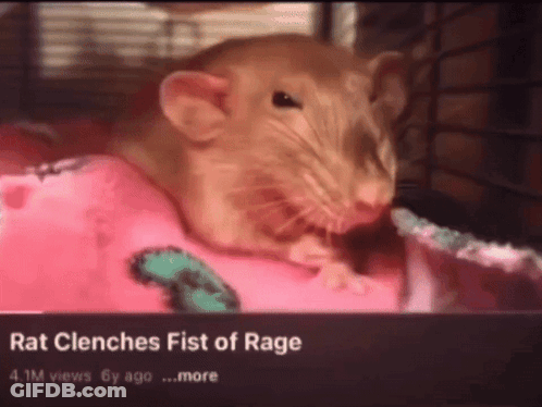 A Rat Is Laying On A Pink Blanket With The Caption " Rat Clinches Fist Of Rage " GIF
